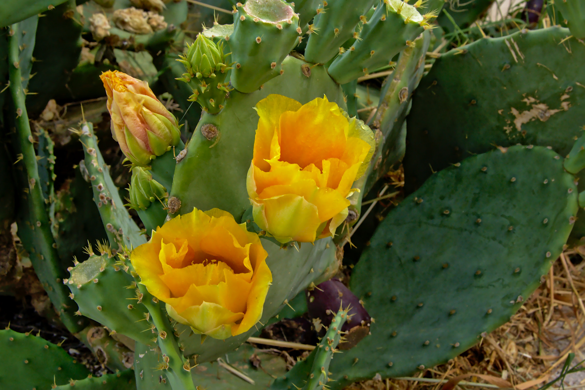 Nikon D5200 sample photo. Cactus with yellow flowers, selective focus photography