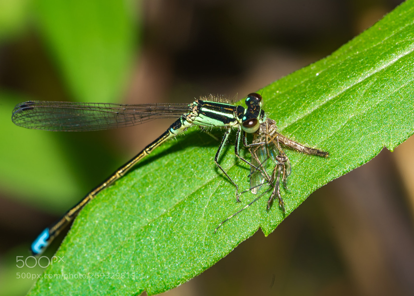 Nikon D7200 sample photo. Forktail with lunch photography