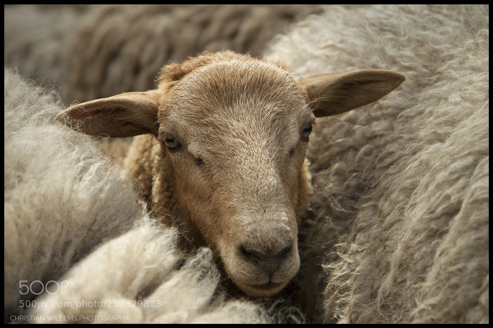 Canon EOS 50D sample photo. Untitled photography