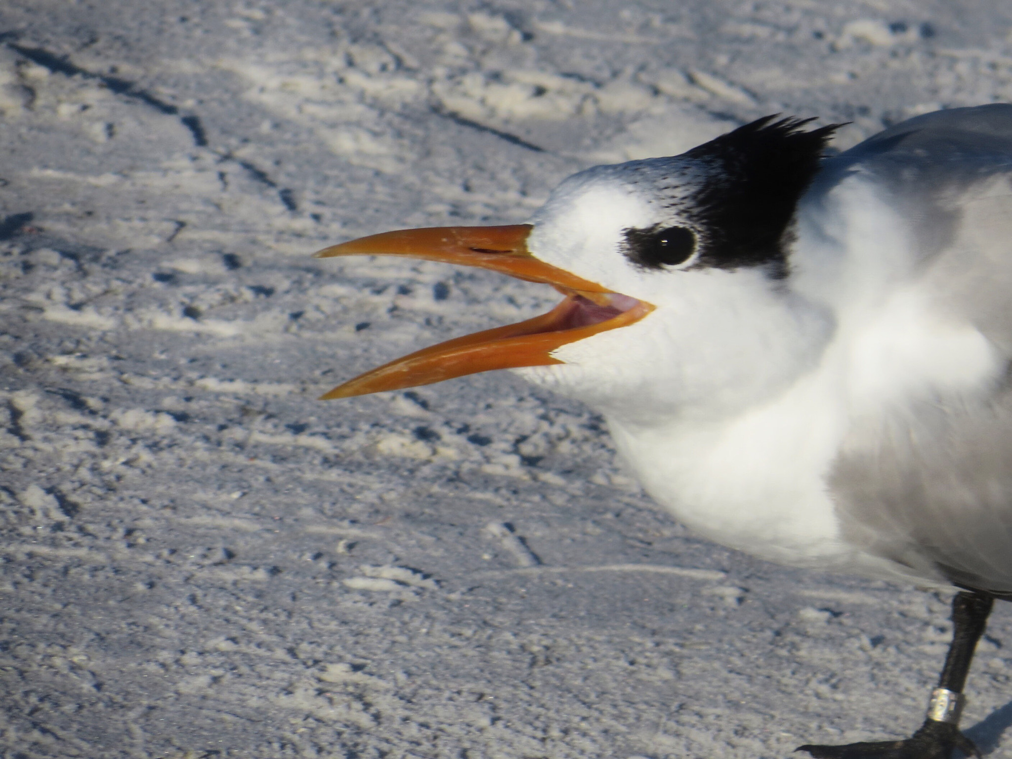 Canon PowerShot SX280 HS sample photo. Screeching royal tern photography