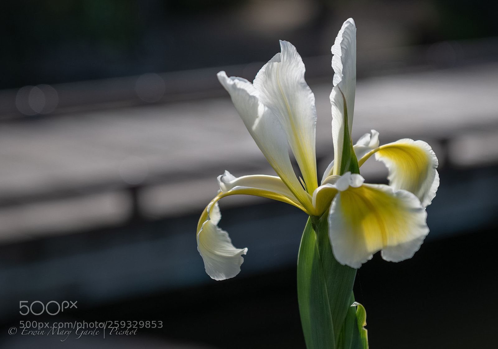 Nikon D850 sample photo. Dainty photography