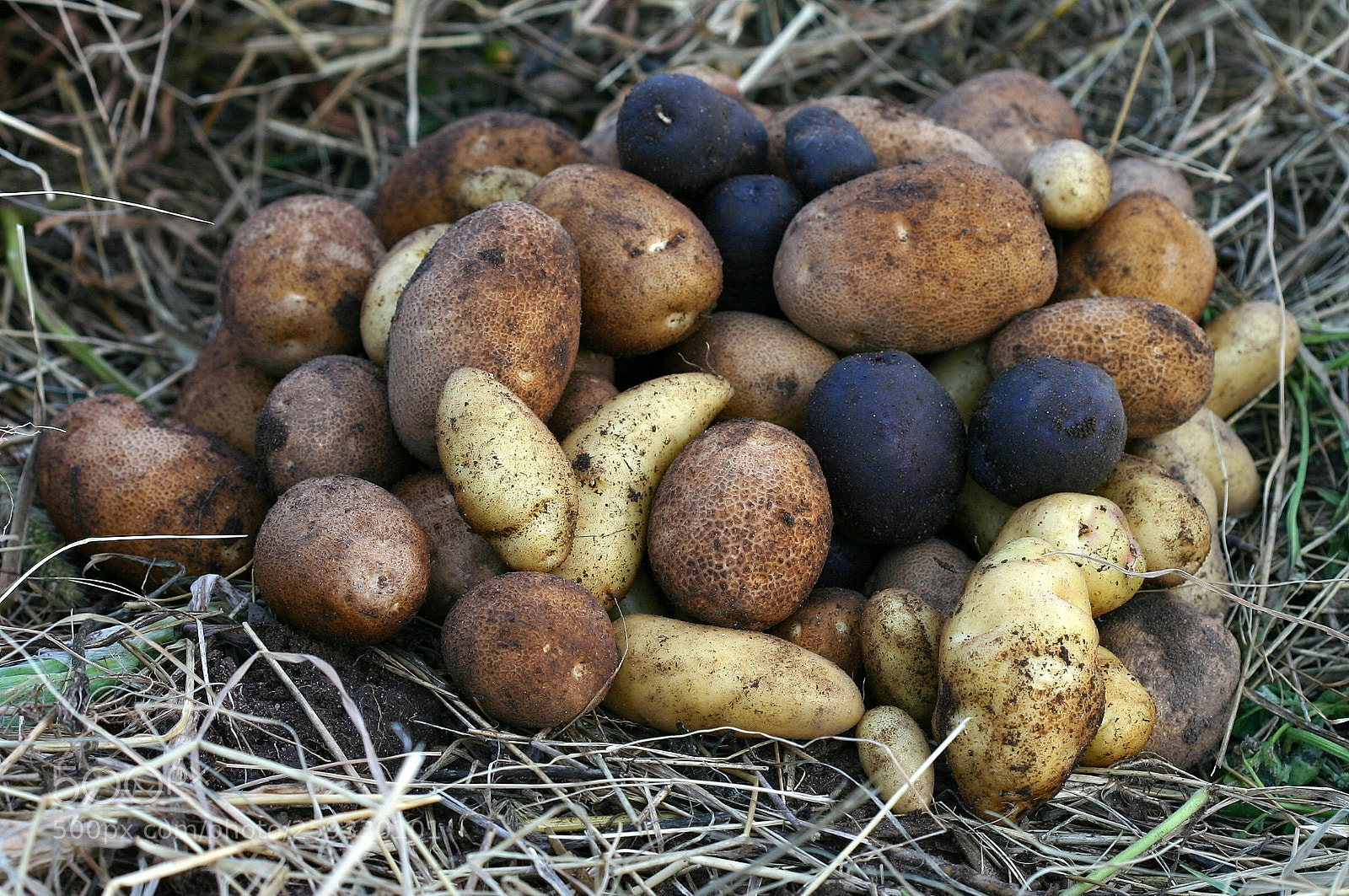 Canon EOS 300D (EOS Digital Rebel / EOS Kiss Digital) sample photo. Potato harvest photography