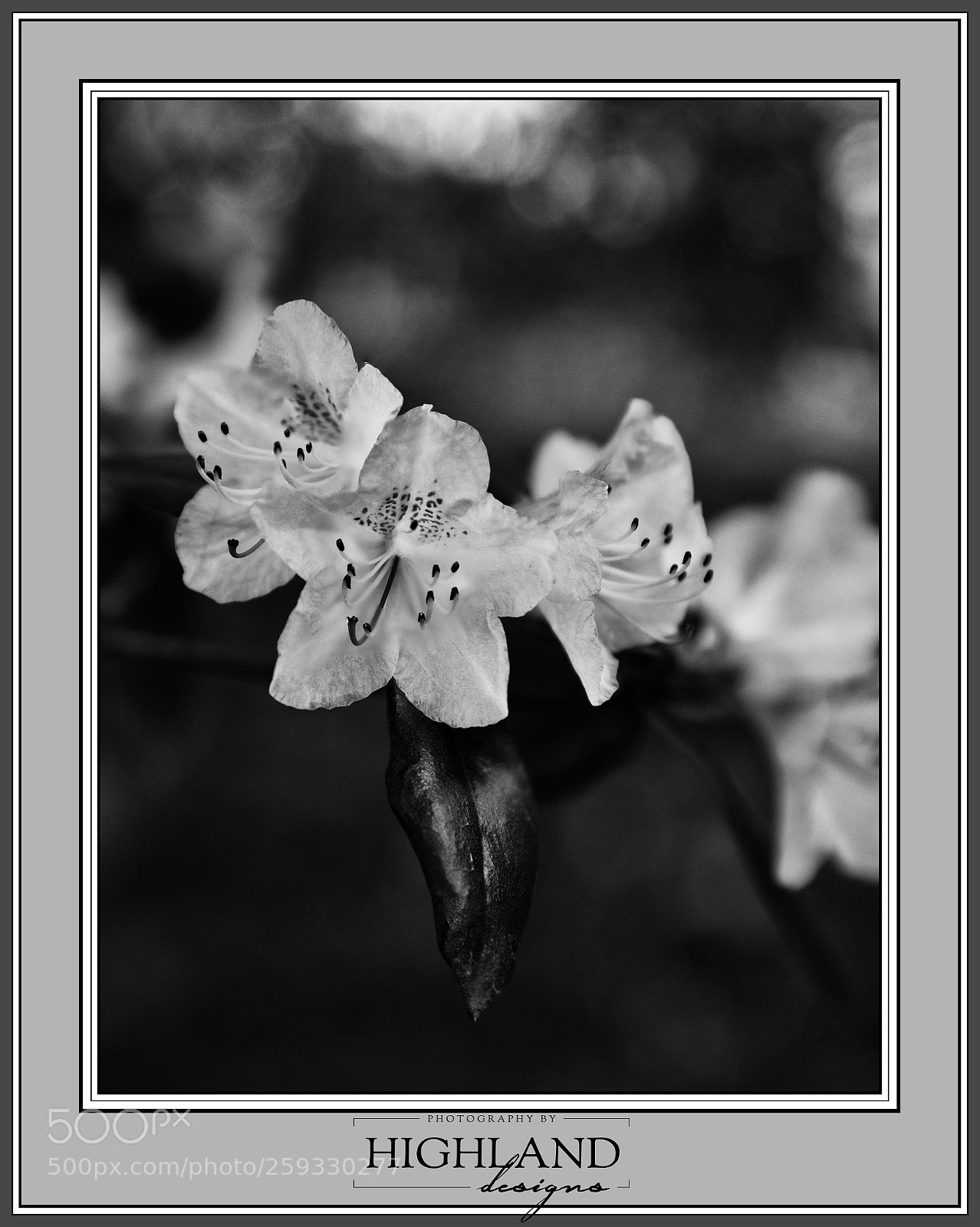 Sony a7 II sample photo. Rhododendron blossoms b w photography