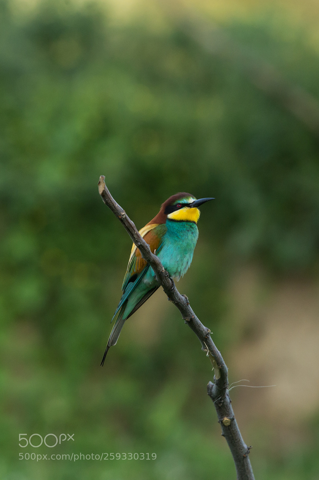 Canon EOS 6D sample photo. Merops apiaster photography