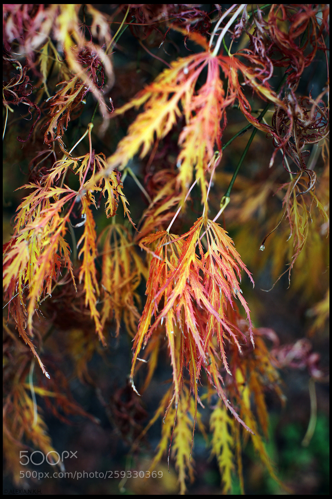 Canon EOS 5D Mark II sample photo. Shades&shapes of autumn 2 photography