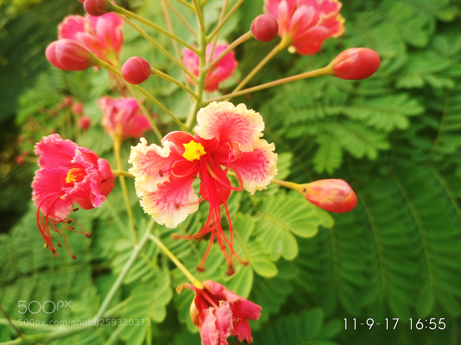 Xiaomi Redmi 4 Pro sample photo. Untitled photography