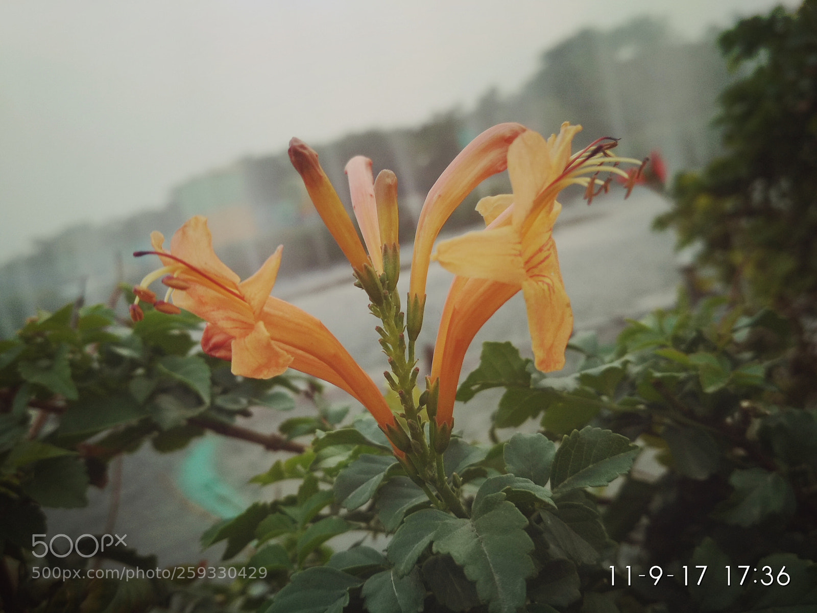 Xiaomi Redmi 4 Pro sample photo. Untitled photography