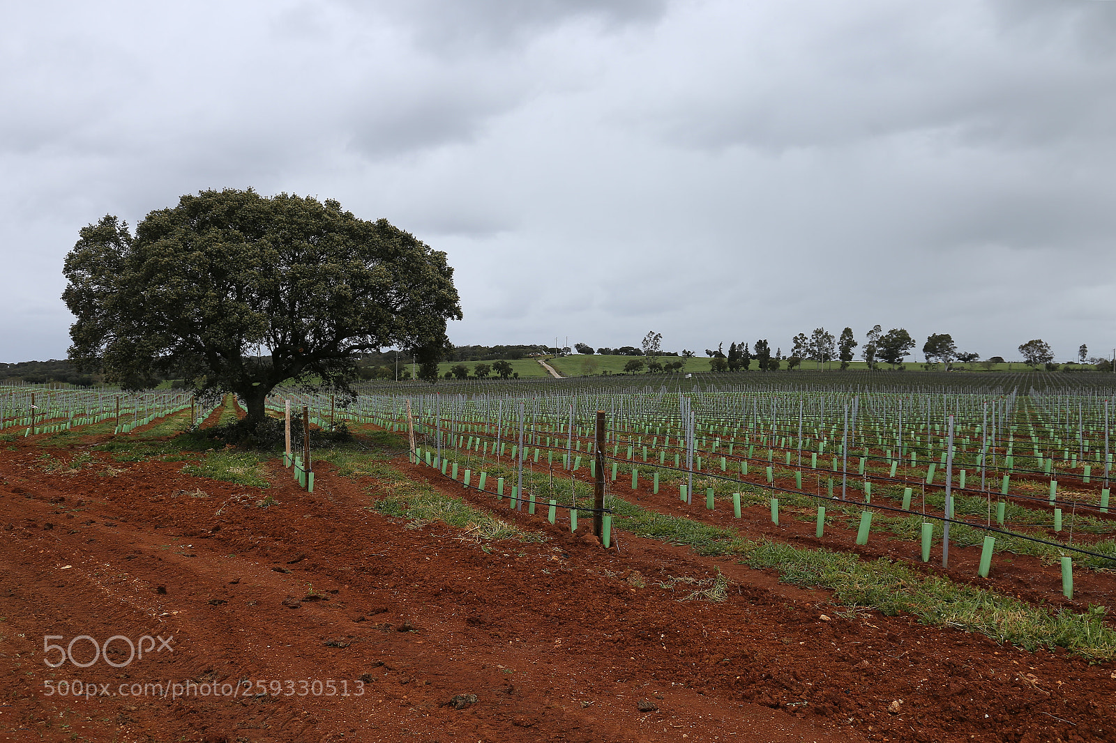 Canon EF 24-105mm F3.5-5.6 IS STM sample photo. Fields photography