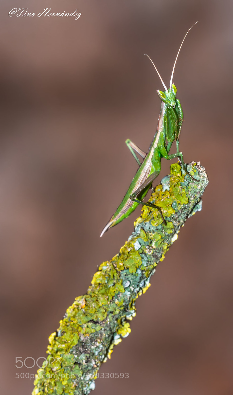Nikon D7200 sample photo. Mantis photography