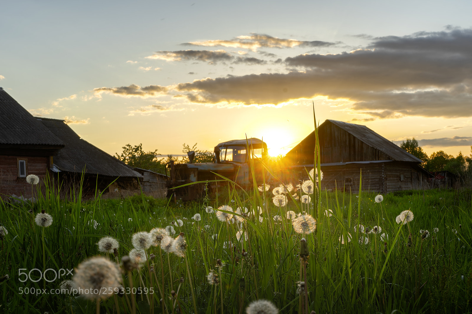 Sony a7 II sample photo. Dandelions photography