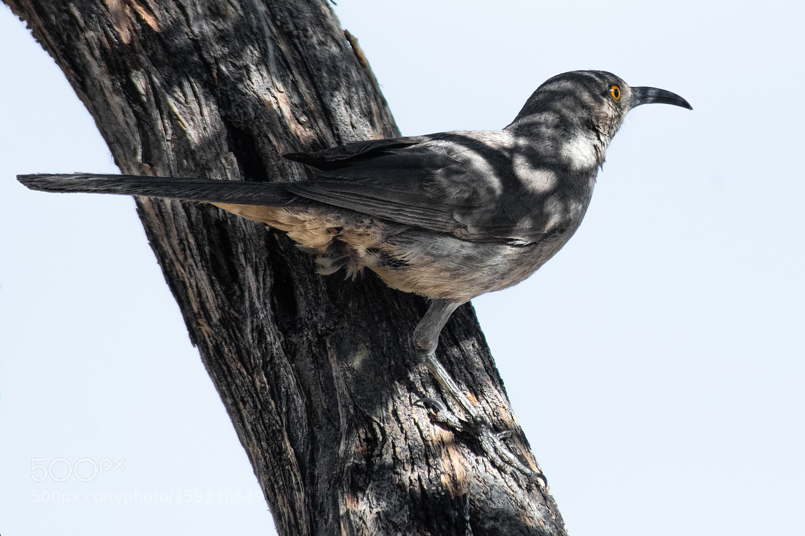 Nikon D850 sample photo. Mottled photography