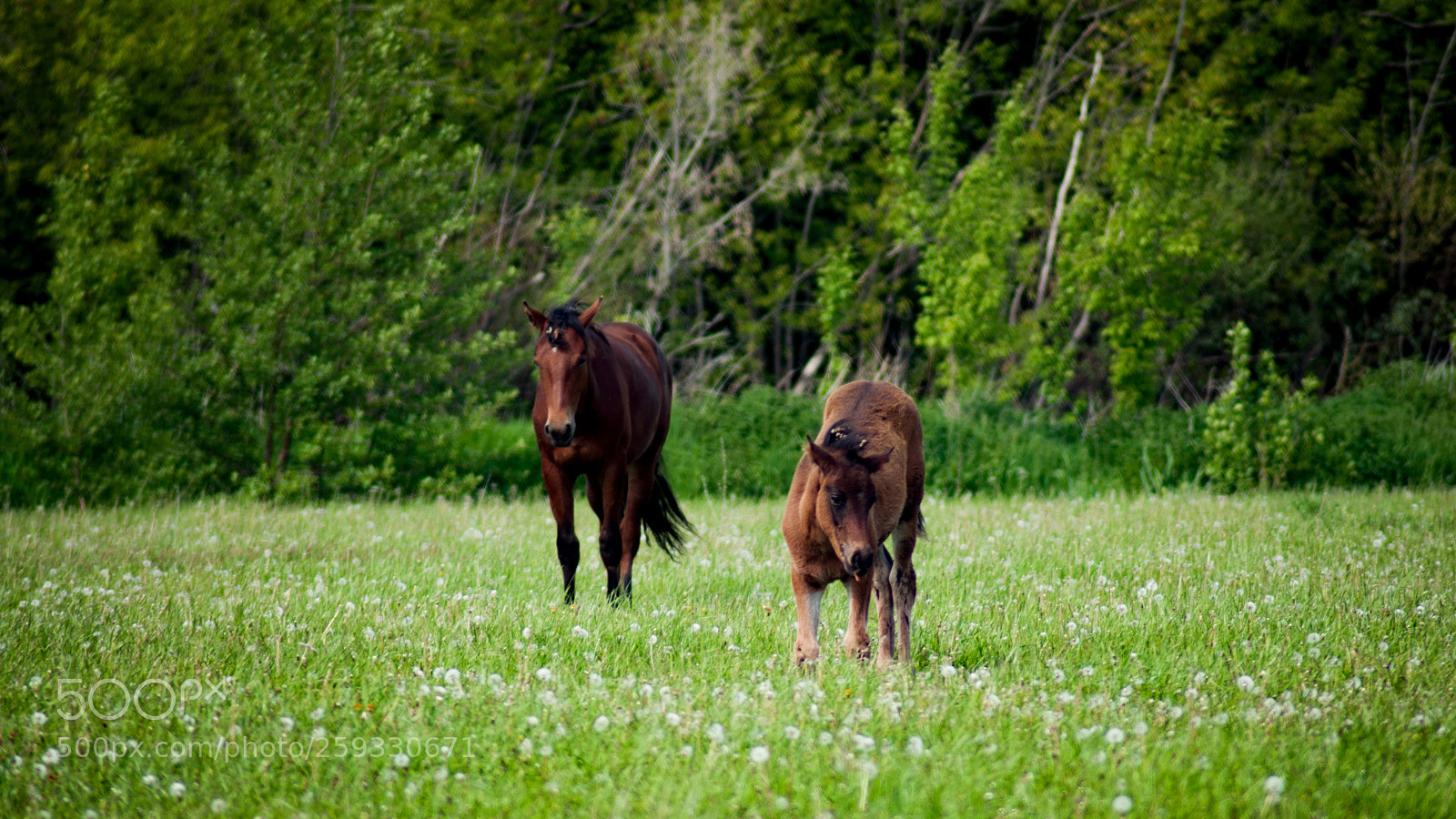 Nikon D90 sample photo. Horse with baby photography