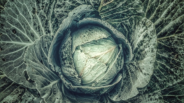Samsung Galaxy Core sample photo. Cabbage photography