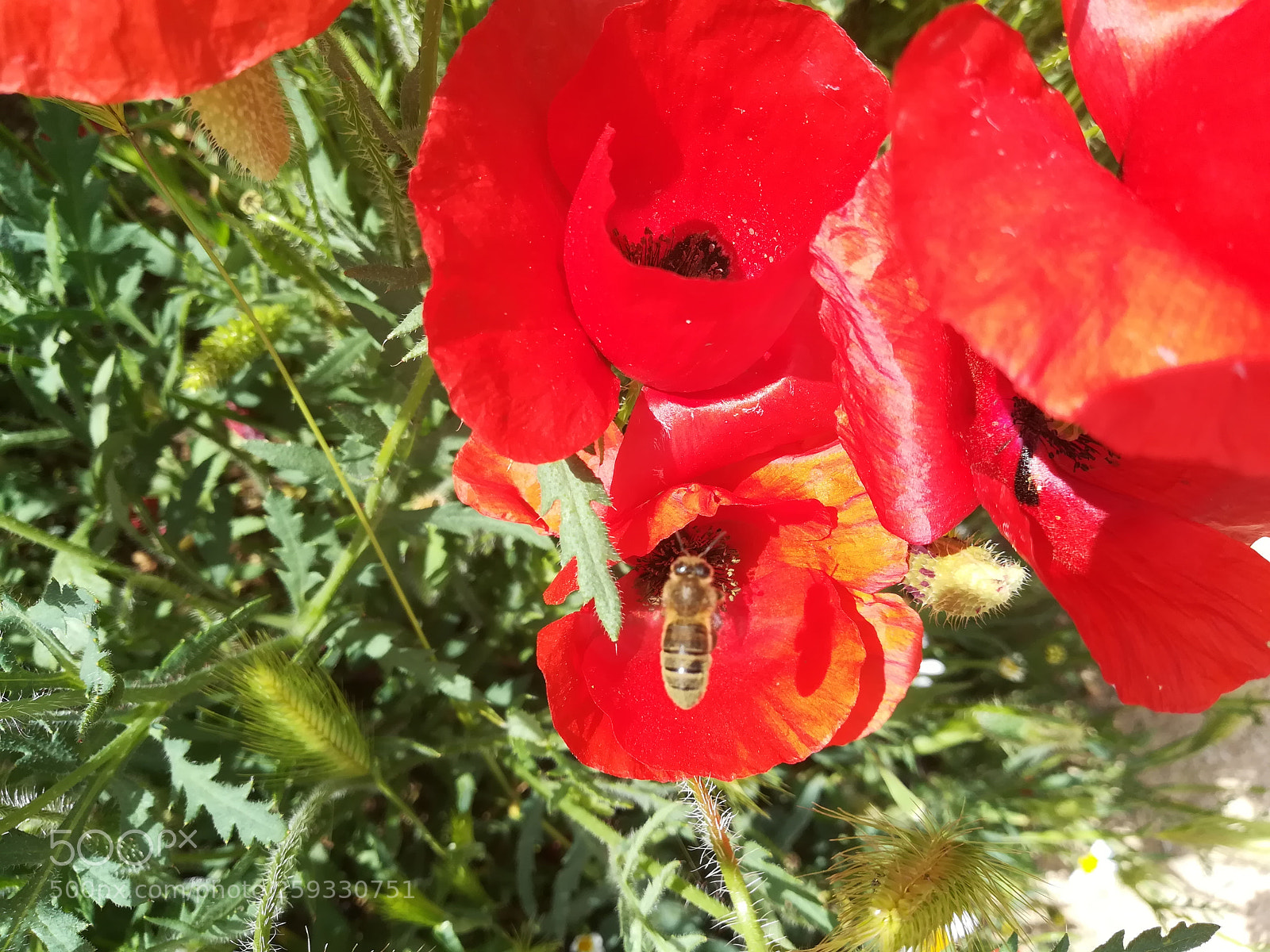 HUAWEI P10 lite sample photo. Untitled photography