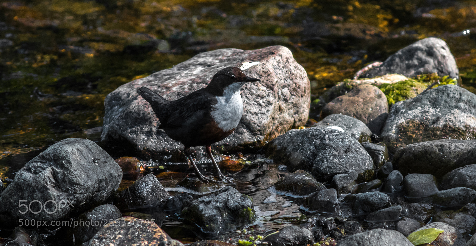 Canon EOS 7D Mark II sample photo. Dipper photography