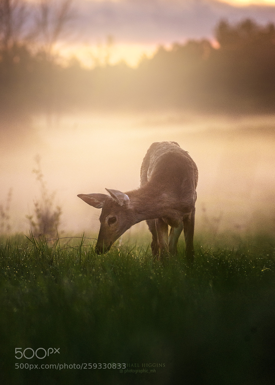 Nikon D610 sample photo. Twilight graze photography