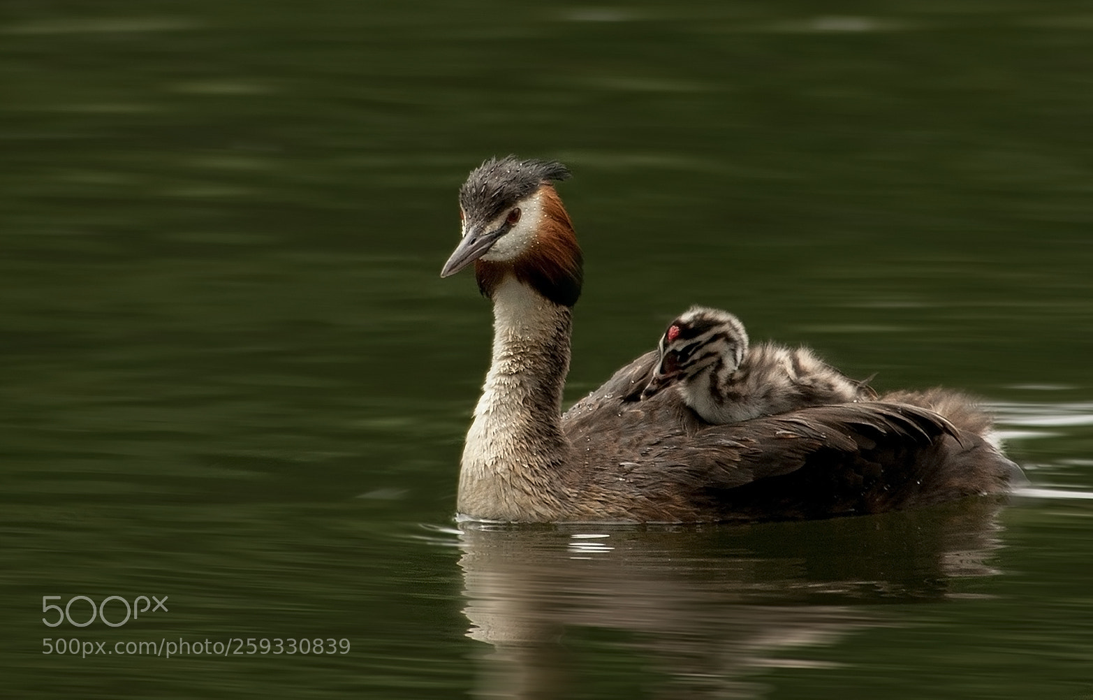 Canon EOS 50D sample photo. Water-taxi photography