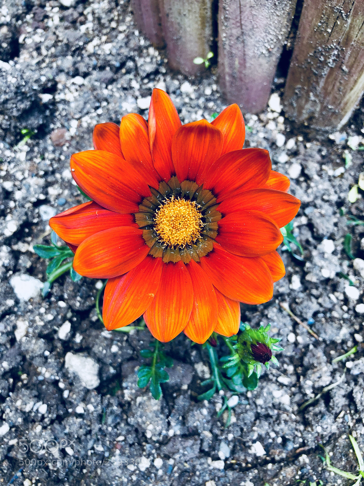 Apple iPhone X sample photo. Untitled photography