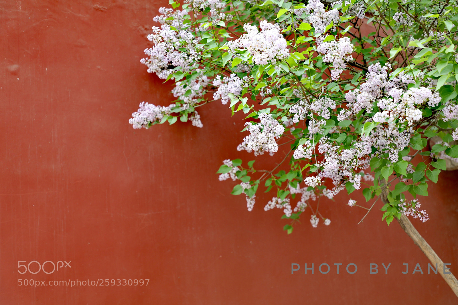 Canon EOS 5D Mark IV sample photo. Untitled photography