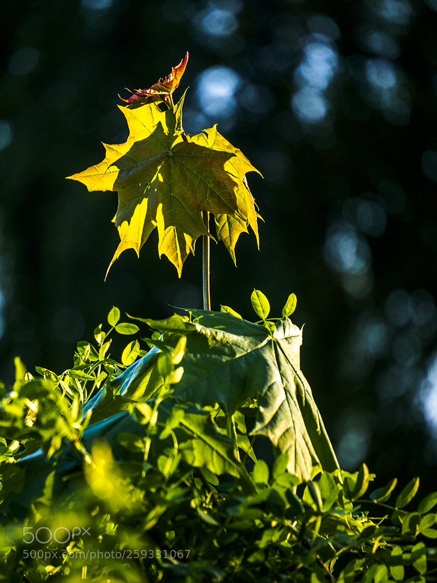 Olympus OM-D E-M10 sample photo. Fortress at sunset photography