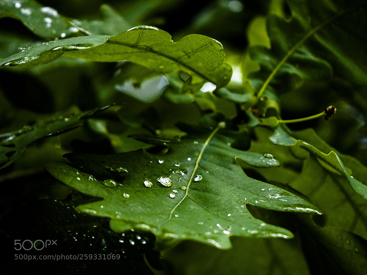 Olympus OM-D E-M10 sample photo. After rain photography