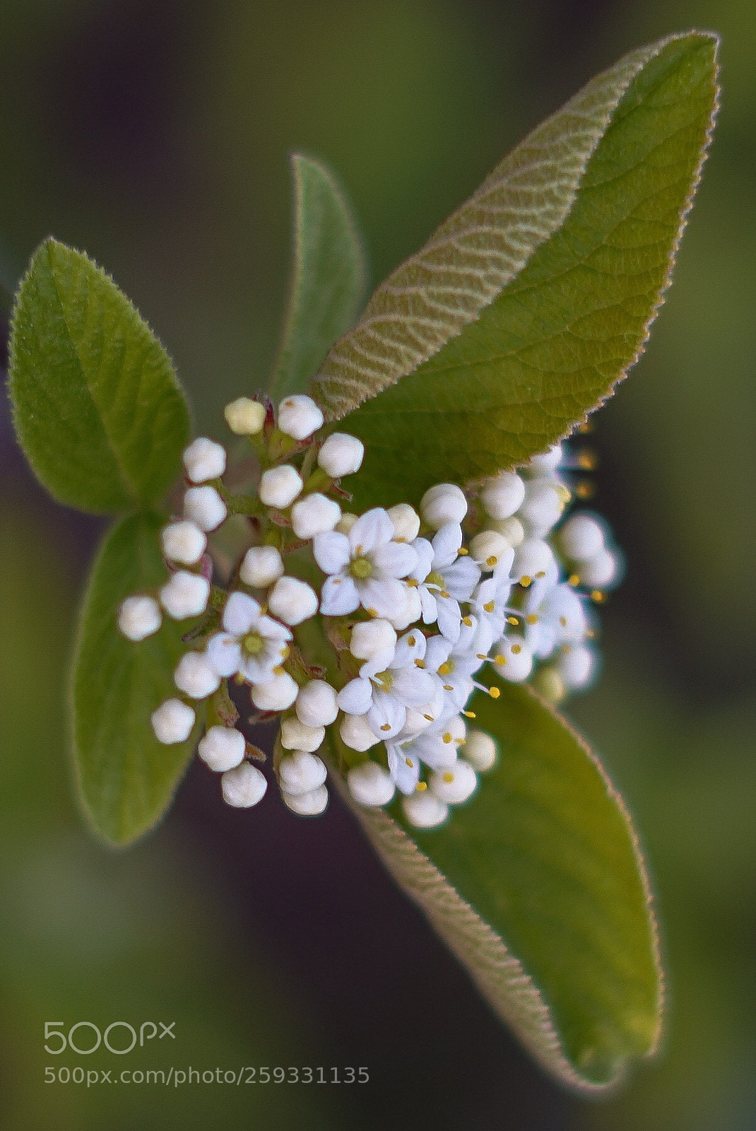 Sony a7 II sample photo. Fast macro photography