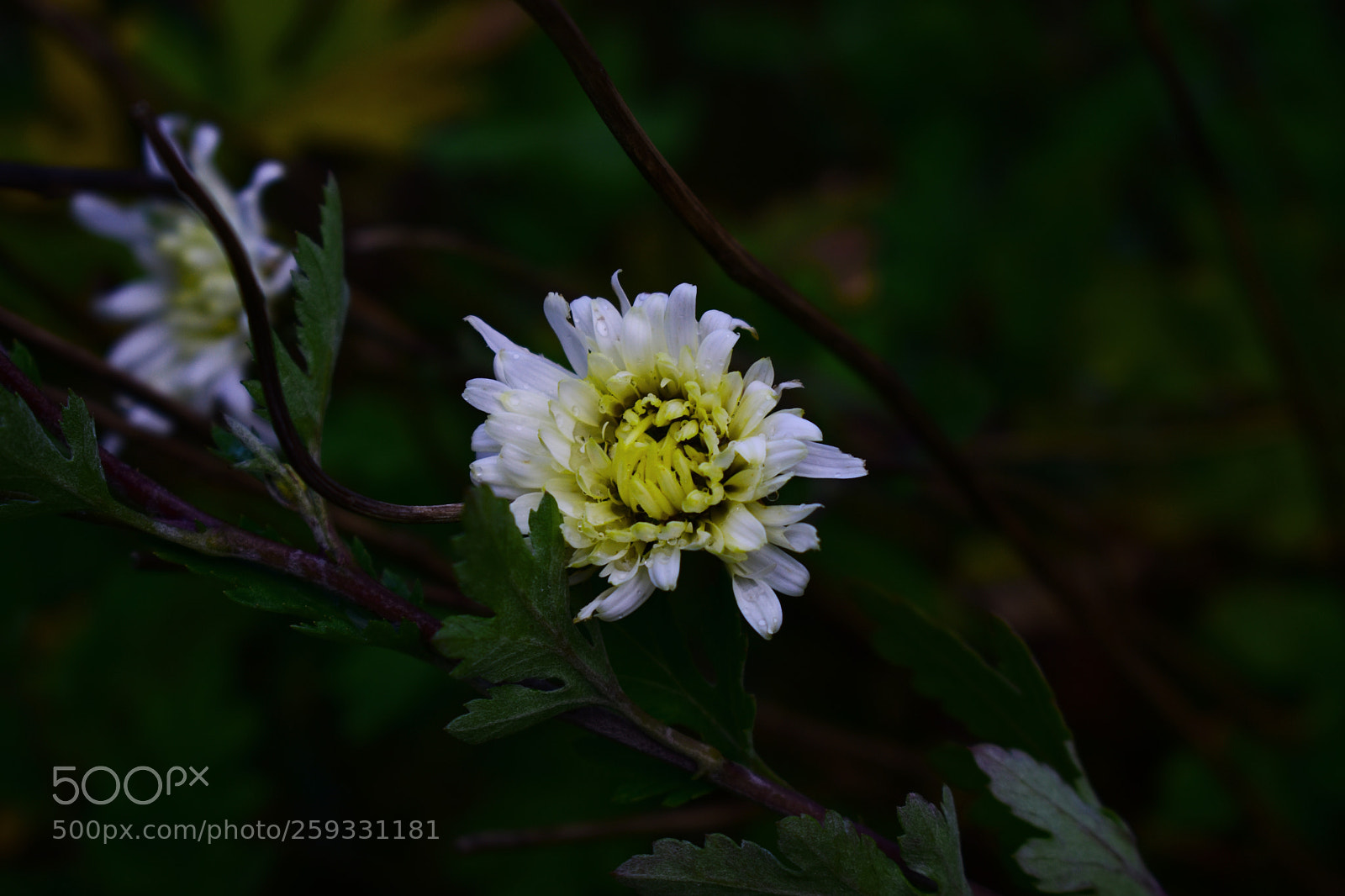 Nikon D3400 sample photo. Chrysanthemum photography