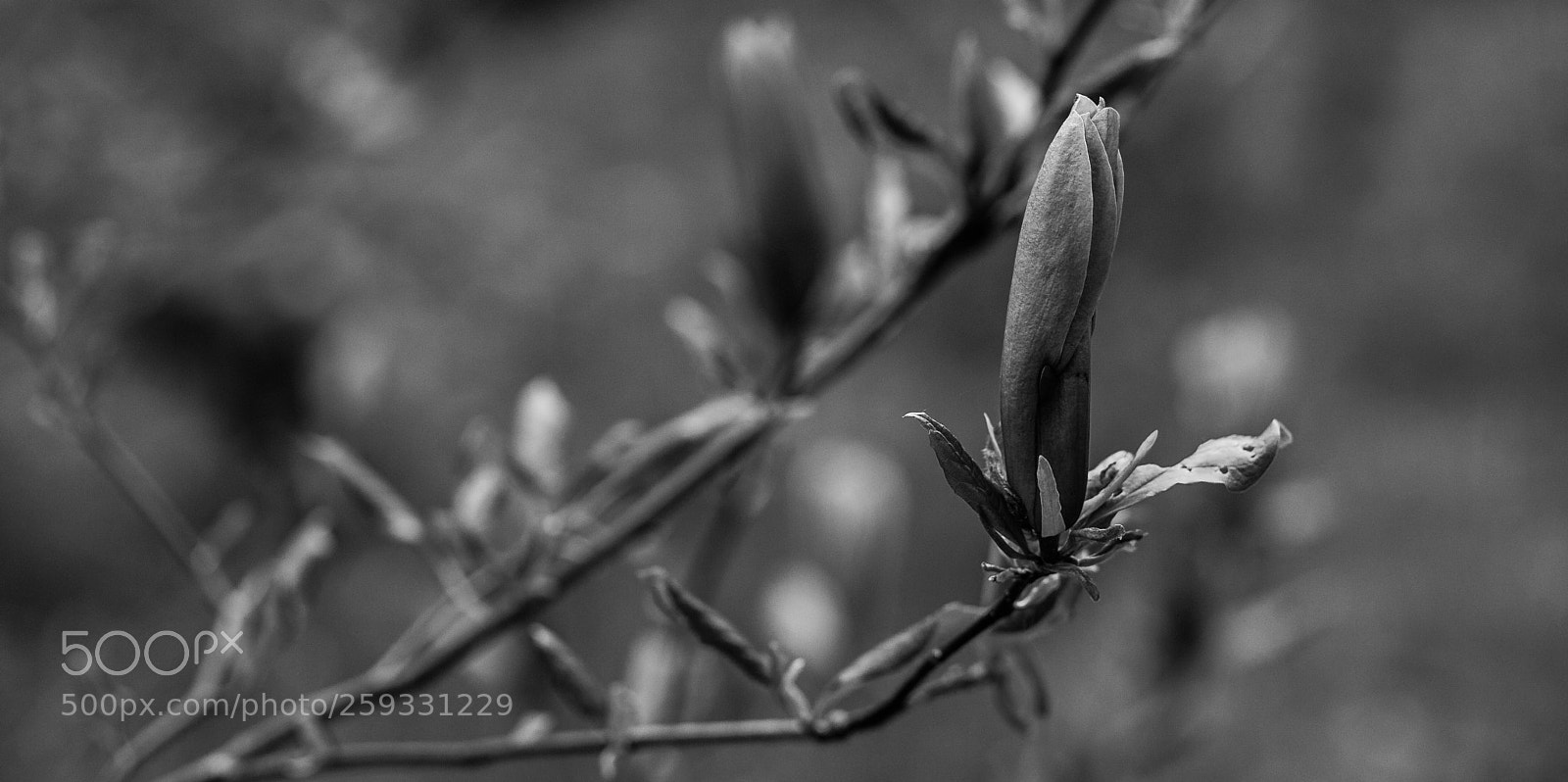 Canon EOS 5D sample photo. Beauty photography