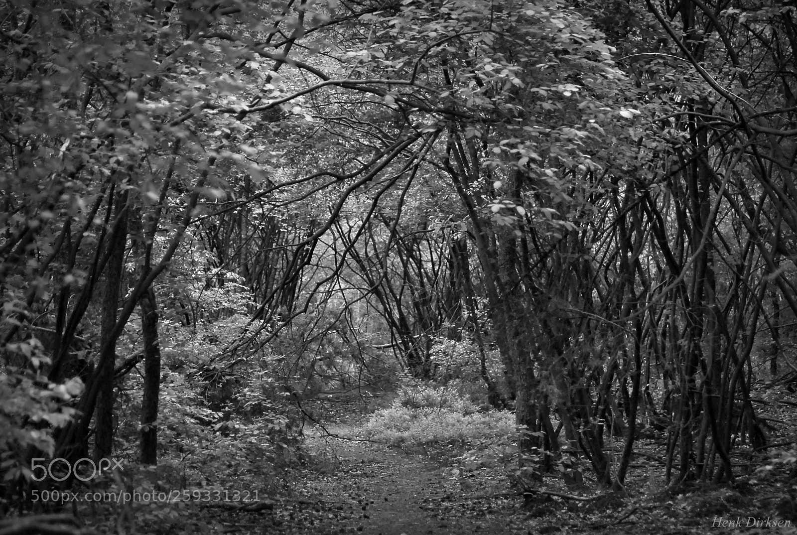 Nikon D200 sample photo. Lentegroen photography