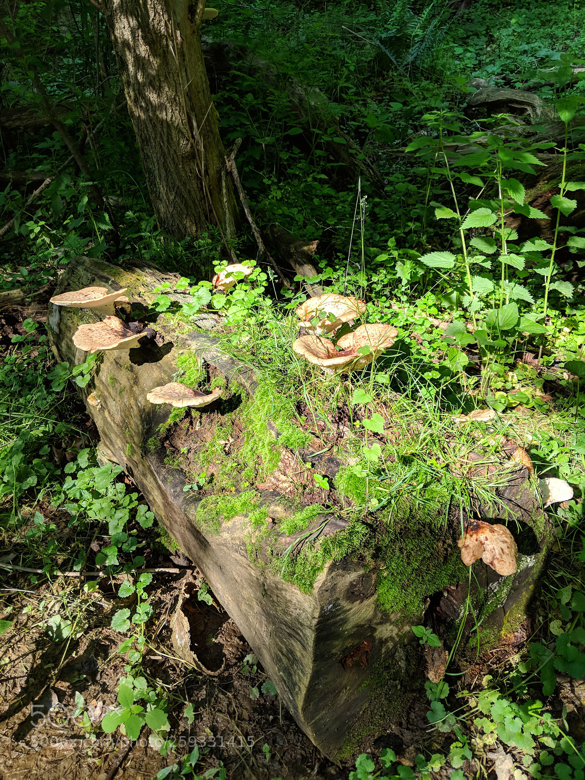 Google Pixel 2 XL sample photo. Mushroom forest photography
