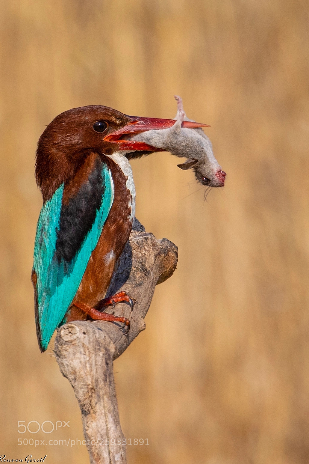 Canon EOS 5D Mark IV sample photo. A kingfisher caught a photography