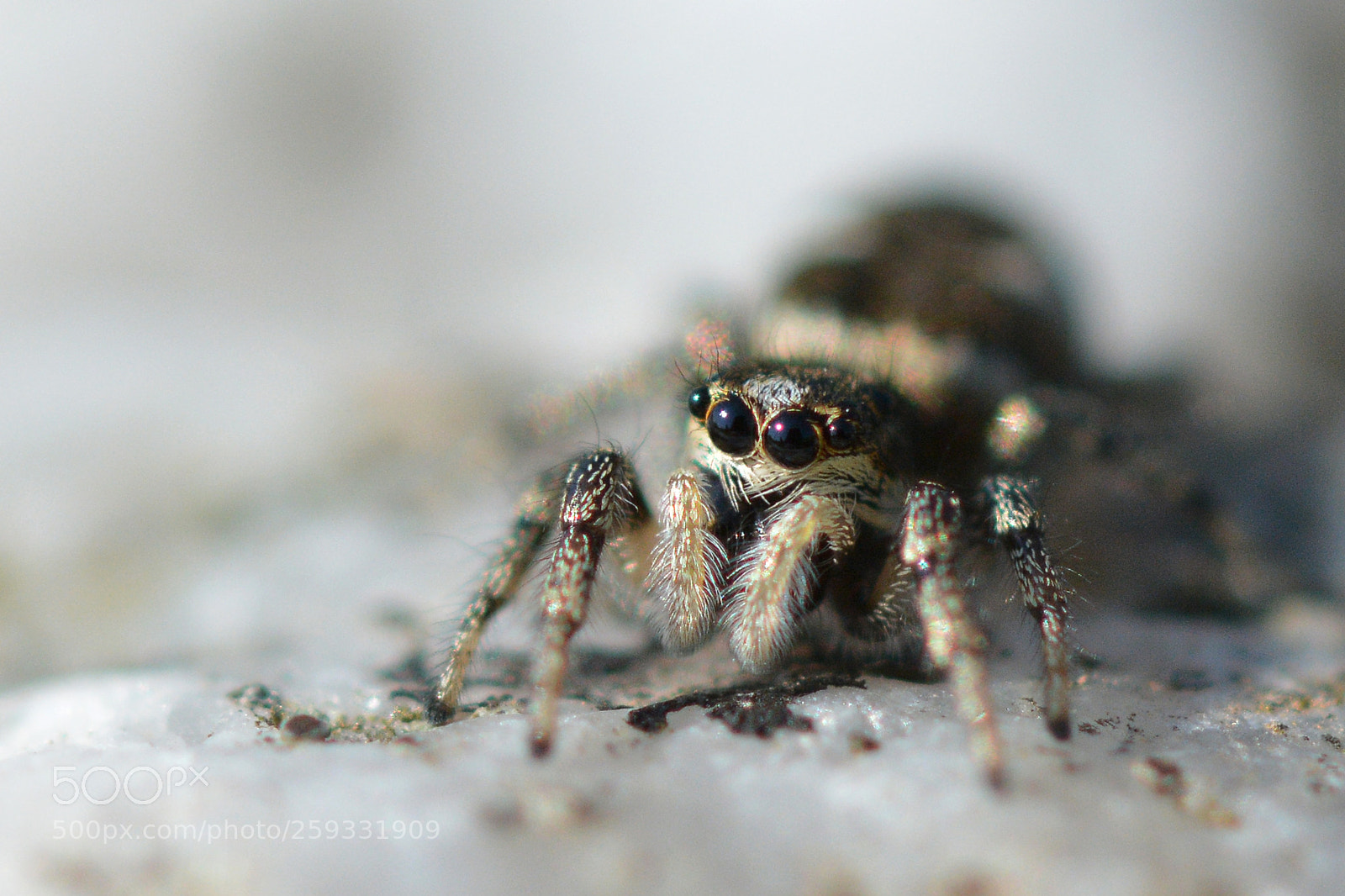 Nikon D7100 sample photo. Jumping spider photography