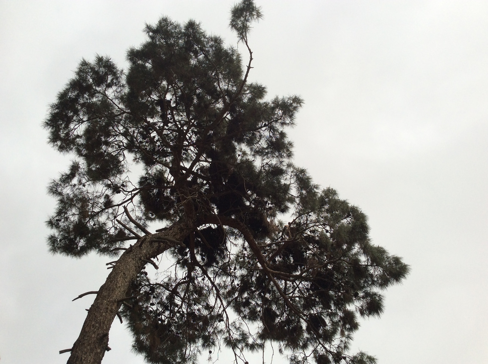 Apple iPad mini 2 sample photo. Standing alone photography