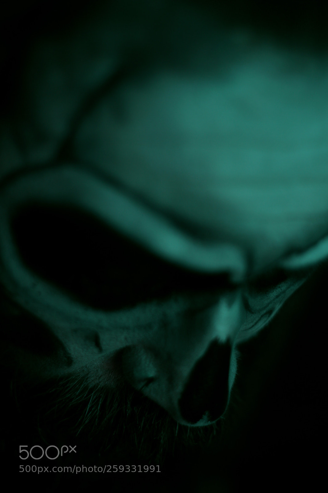 Canon EOS 700D (EOS Rebel T5i / EOS Kiss X7i) sample photo. Skull photography