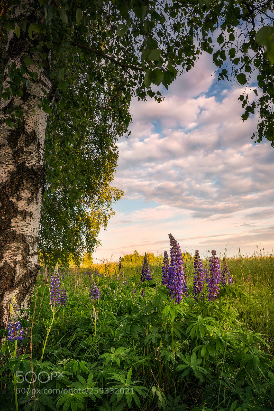 Canon EOS 5D Mark IV sample photo. Mr. lupine... photography