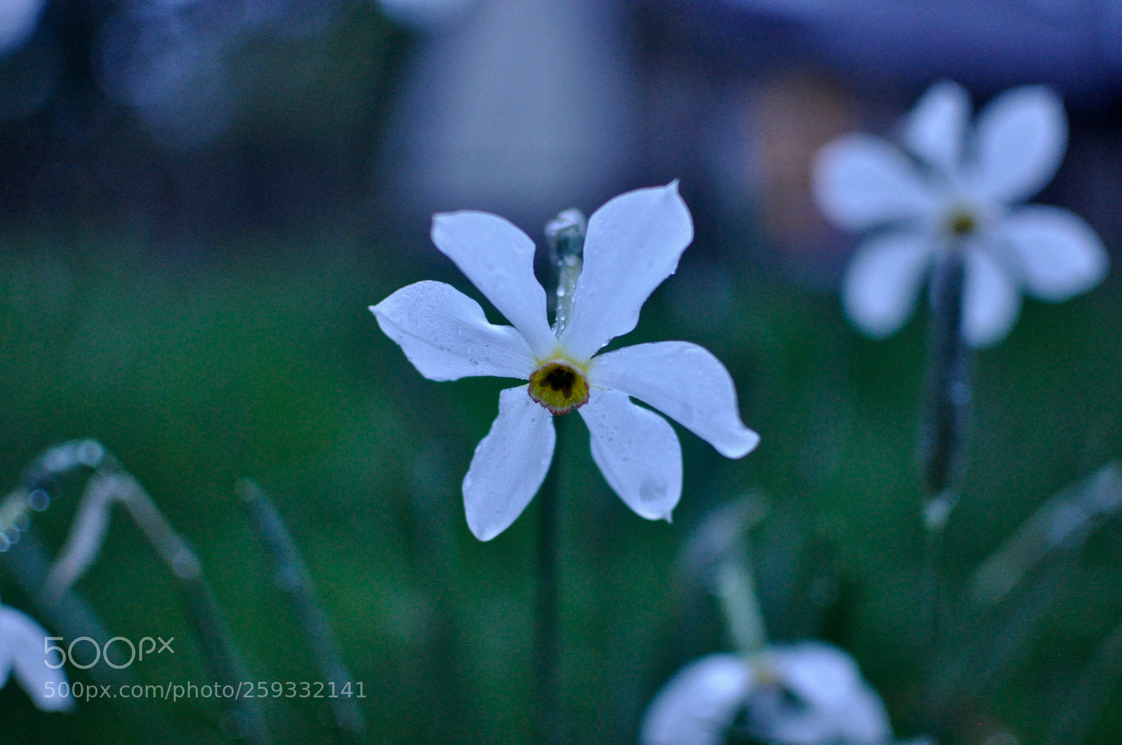Nikon D5000 sample photo. Fullsizeoutput a photography