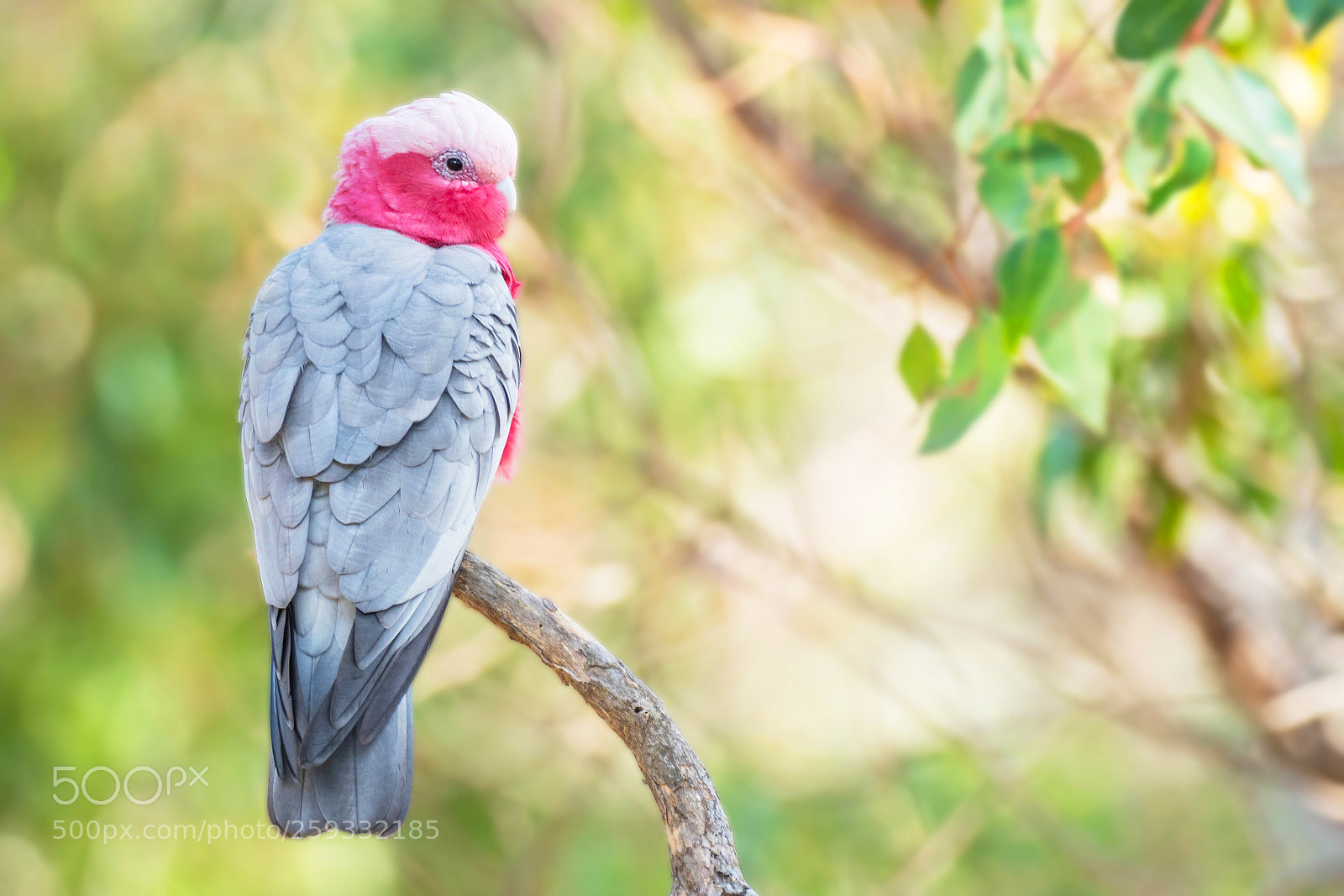 Olympus OM-D E-M1 Mark II sample photo. Galah in a forest photography