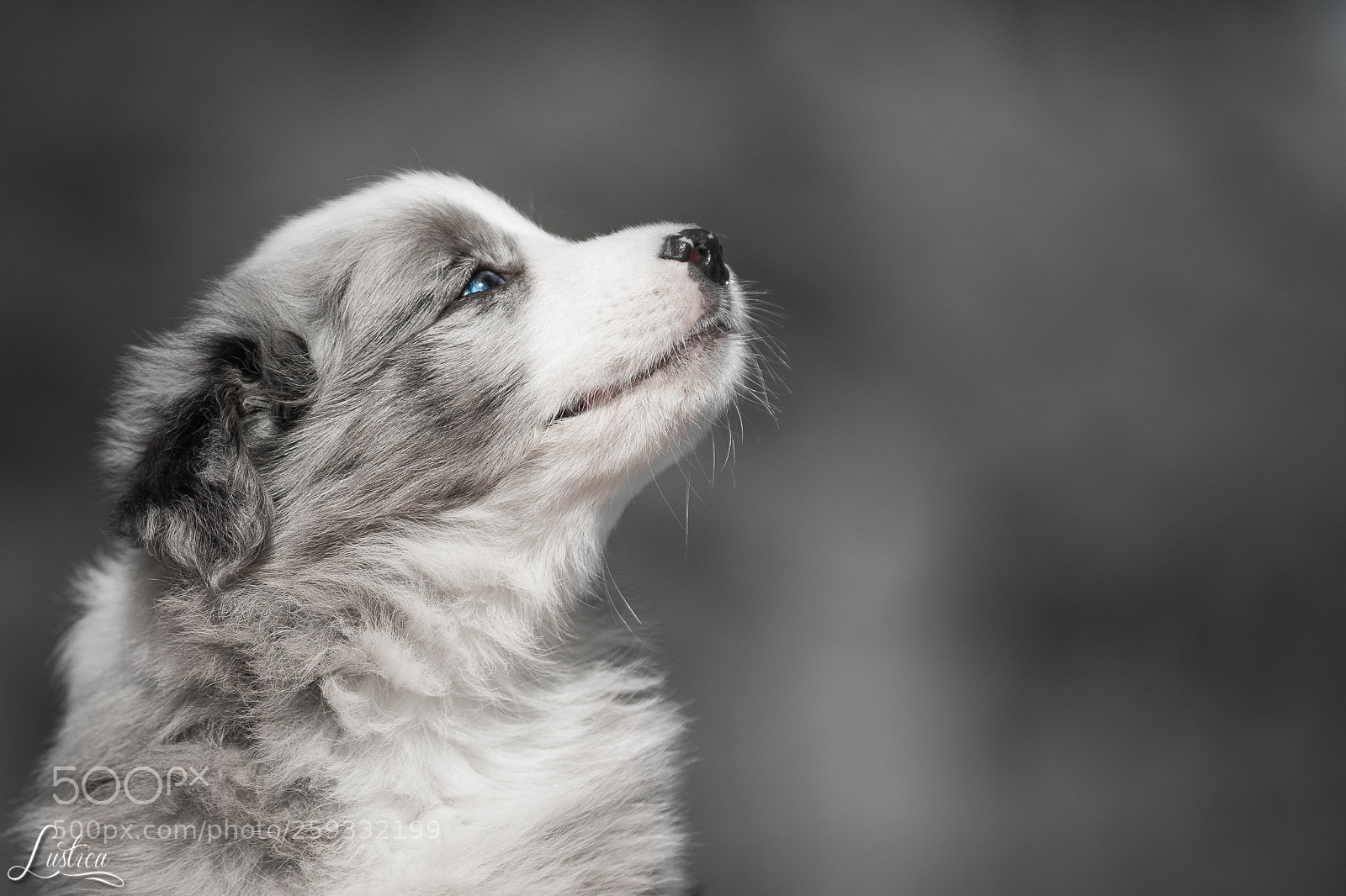 Canon EOS 7D Mark II sample photo. Blue eyes photography
