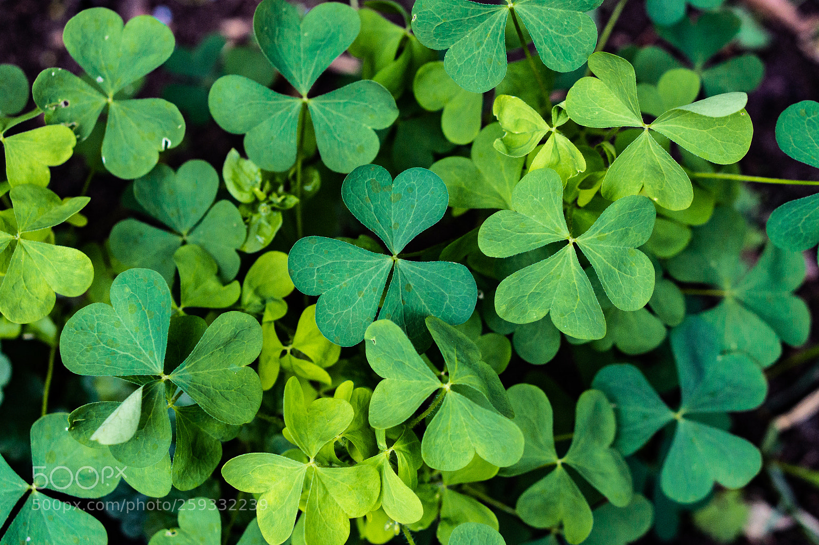 Sony a6000 sample photo. Missing the 4 leafed one photography