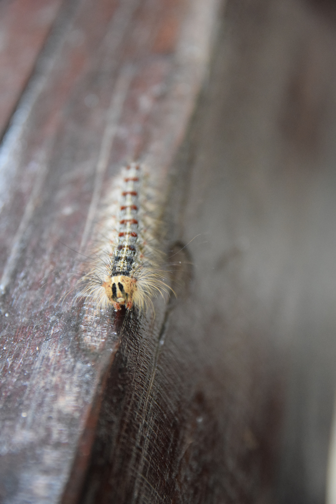 Nikon D3300 + Sigma 17-70mm F2.8-4 DC Macro OS HSM | C sample photo. Caterpillar processionary photography