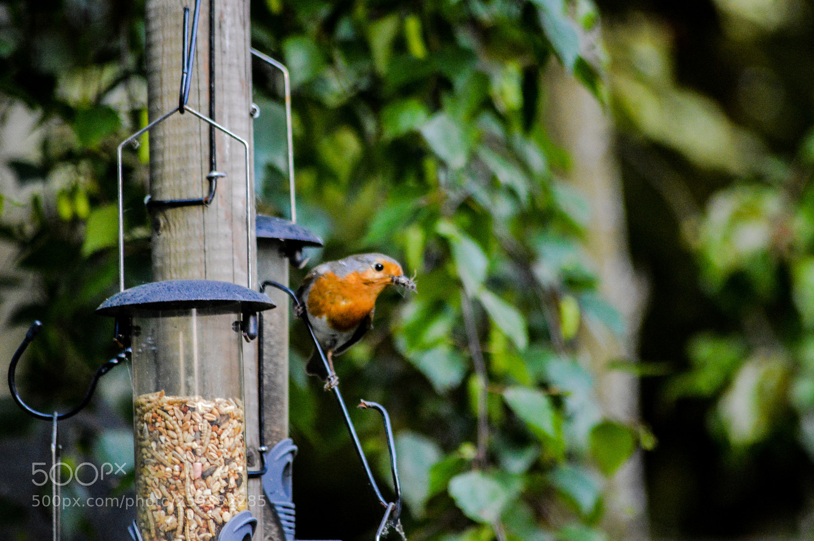 Nikon D3200 sample photo. Our robin photography