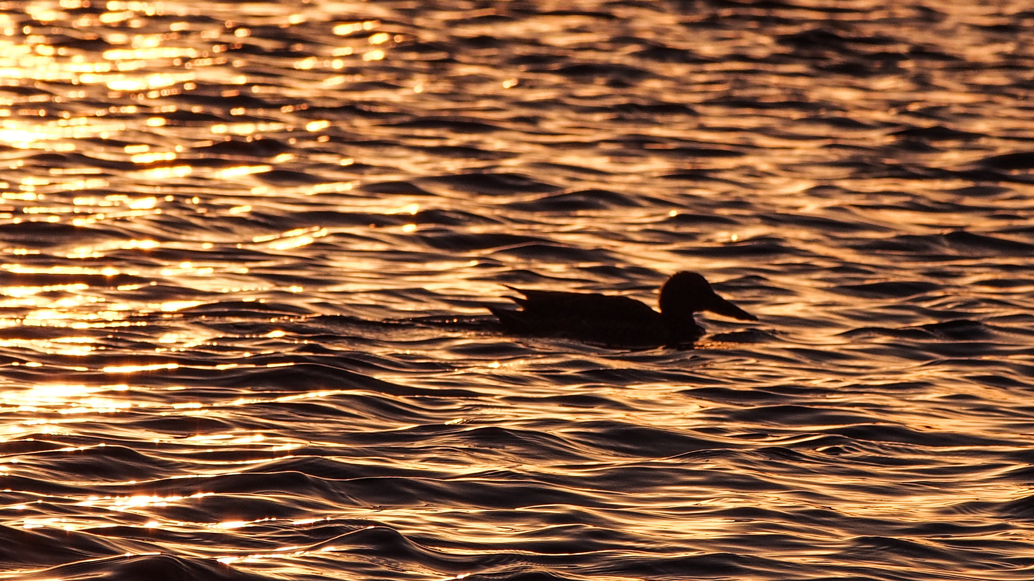 Olympus PEN E-PL5 sample photo. Your shadow is a gold memory photography