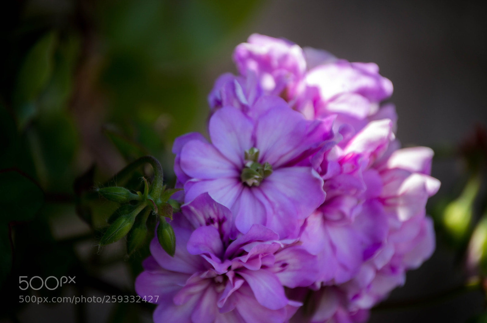 Nikon D3200 sample photo. Morado photography