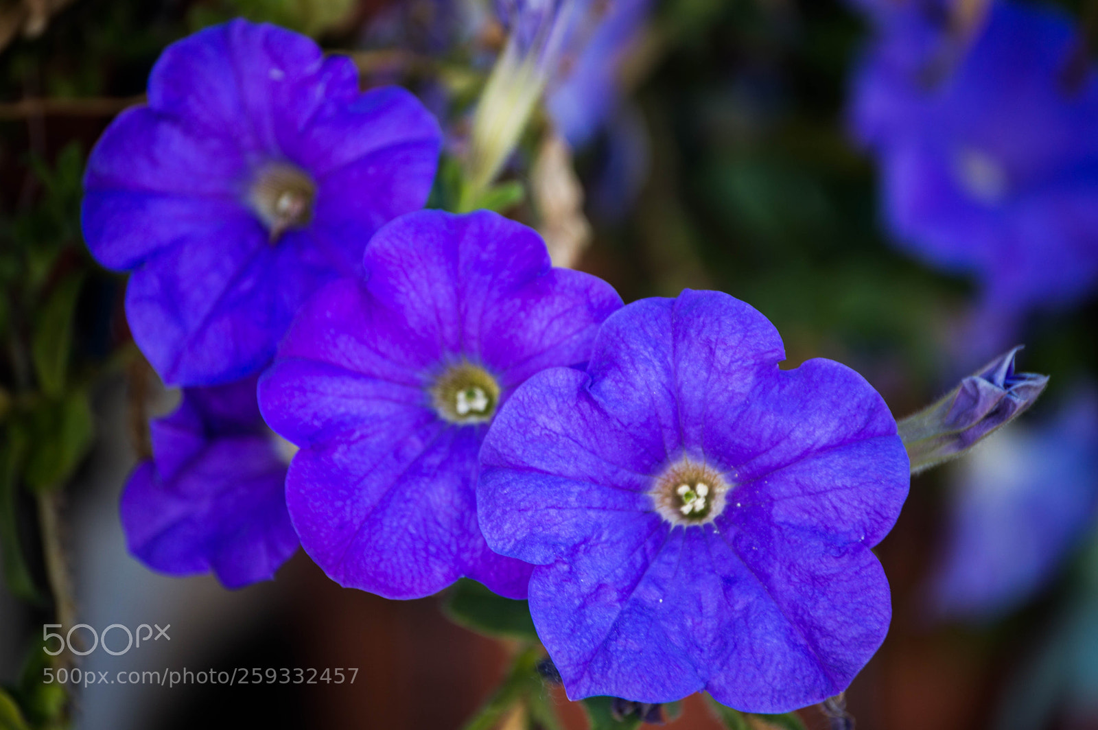 Nikon D3200 sample photo. Azul photography