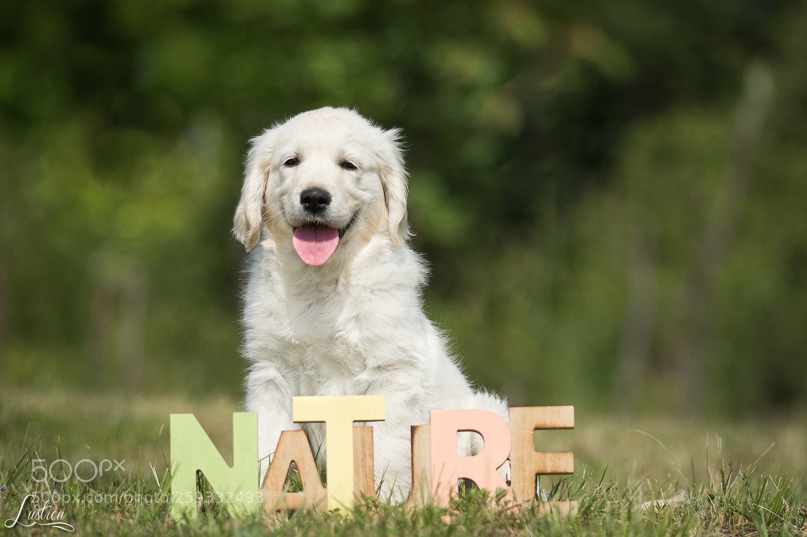 Canon EOS 7D Mark II sample photo. Puppy in the nature photography