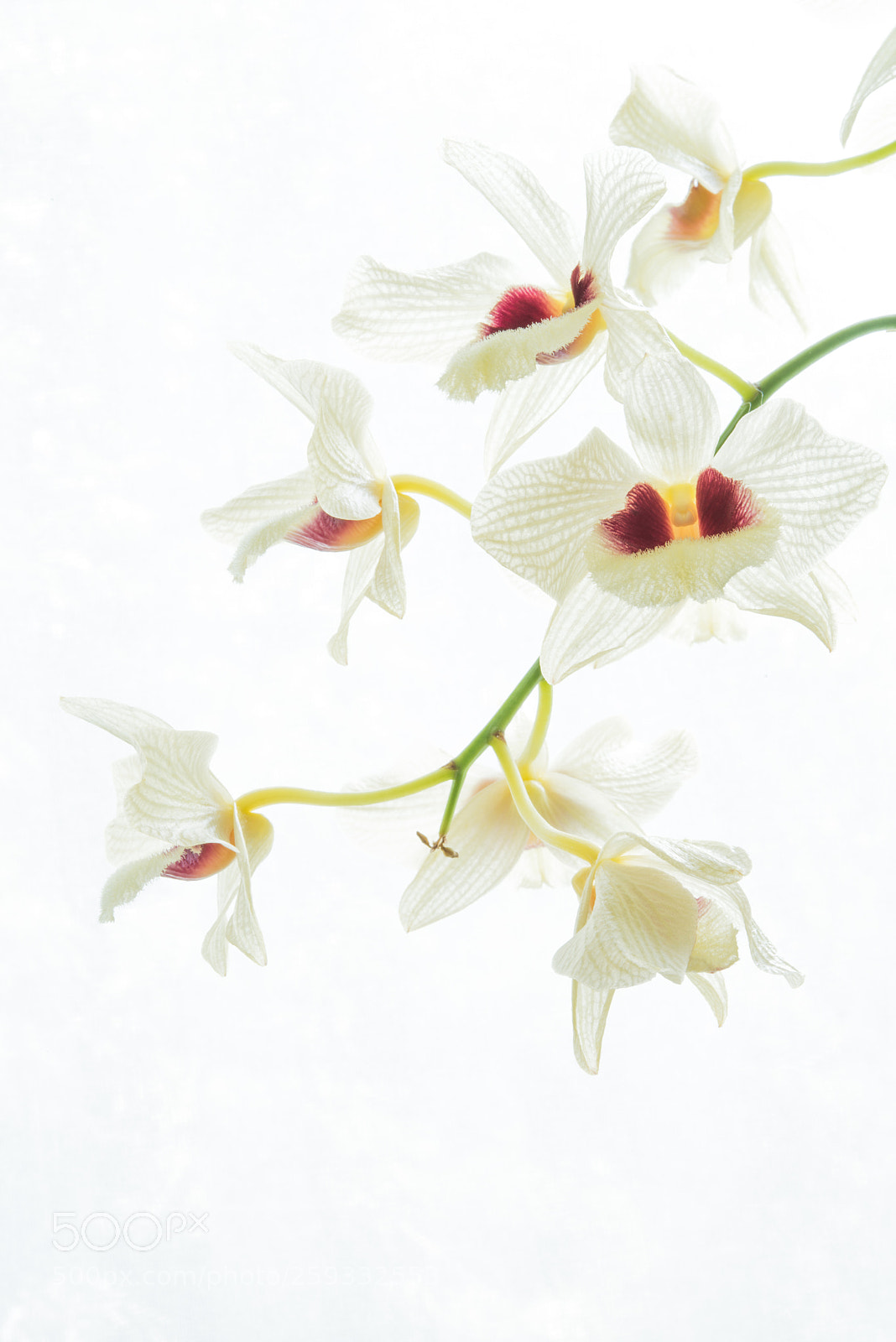 Nikon D800 sample photo. Orchid photography