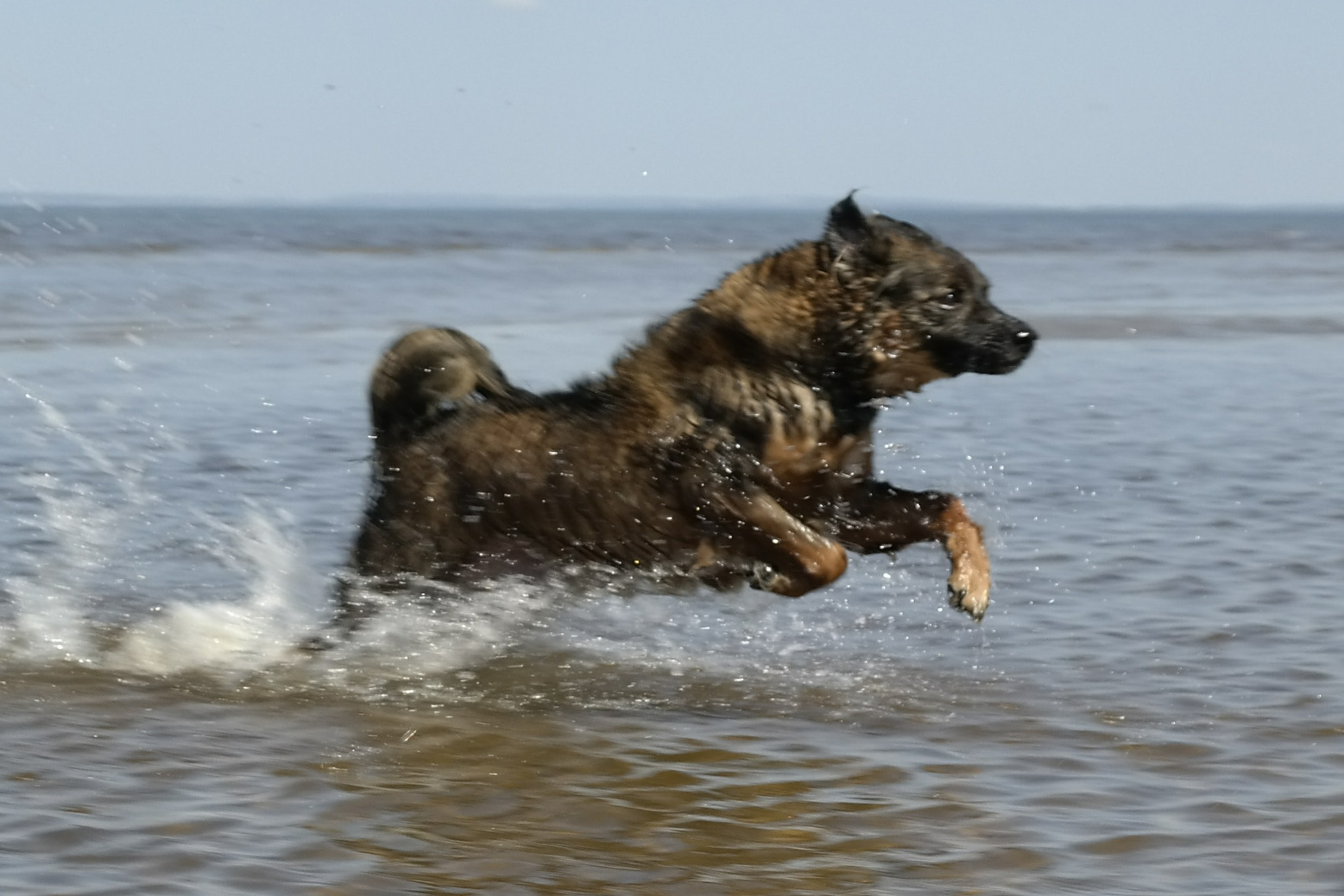 Samsung NX300M sample photo. Kiko in action photography