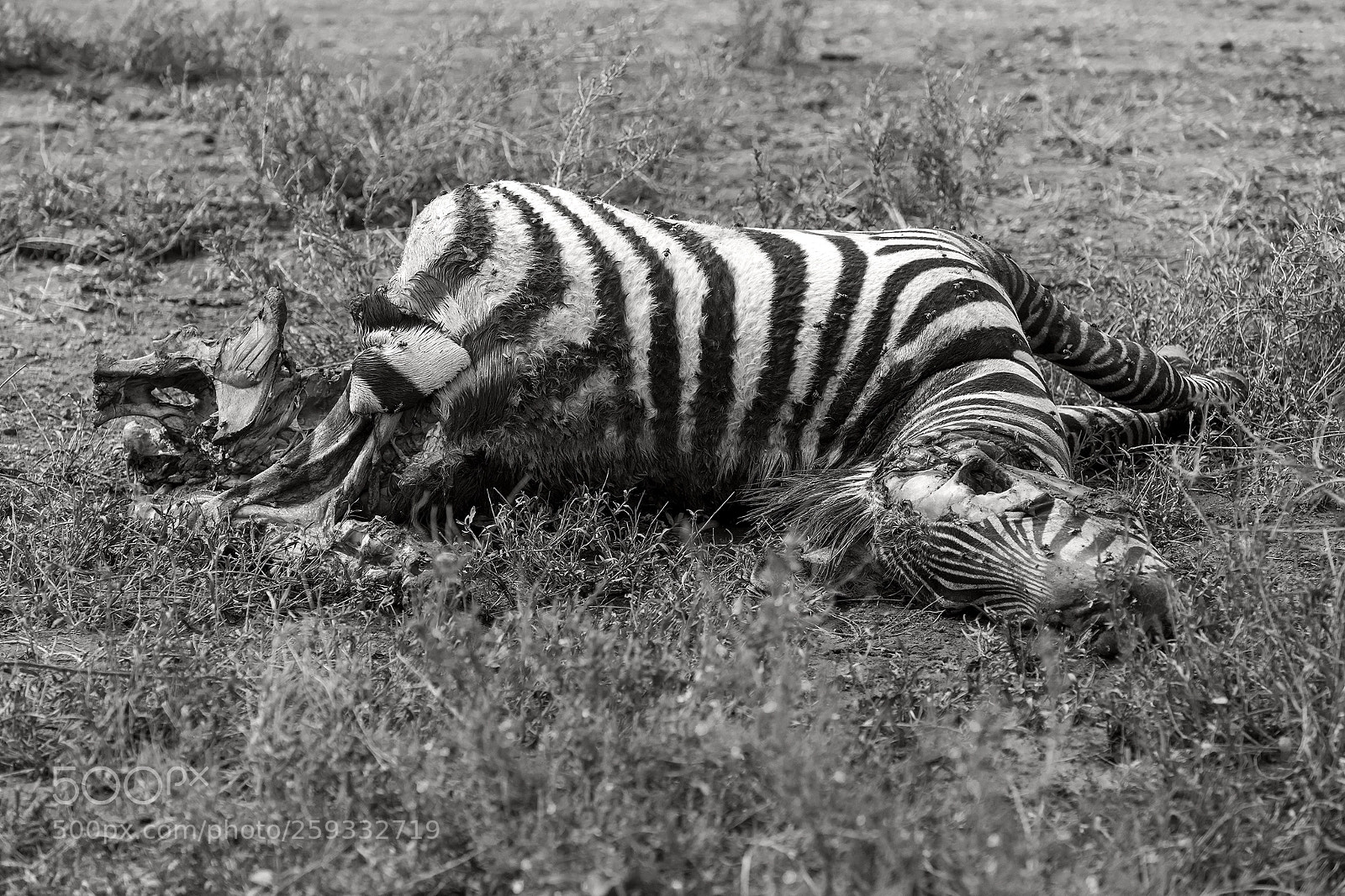 Nikon D810 sample photo. Death in black and photography