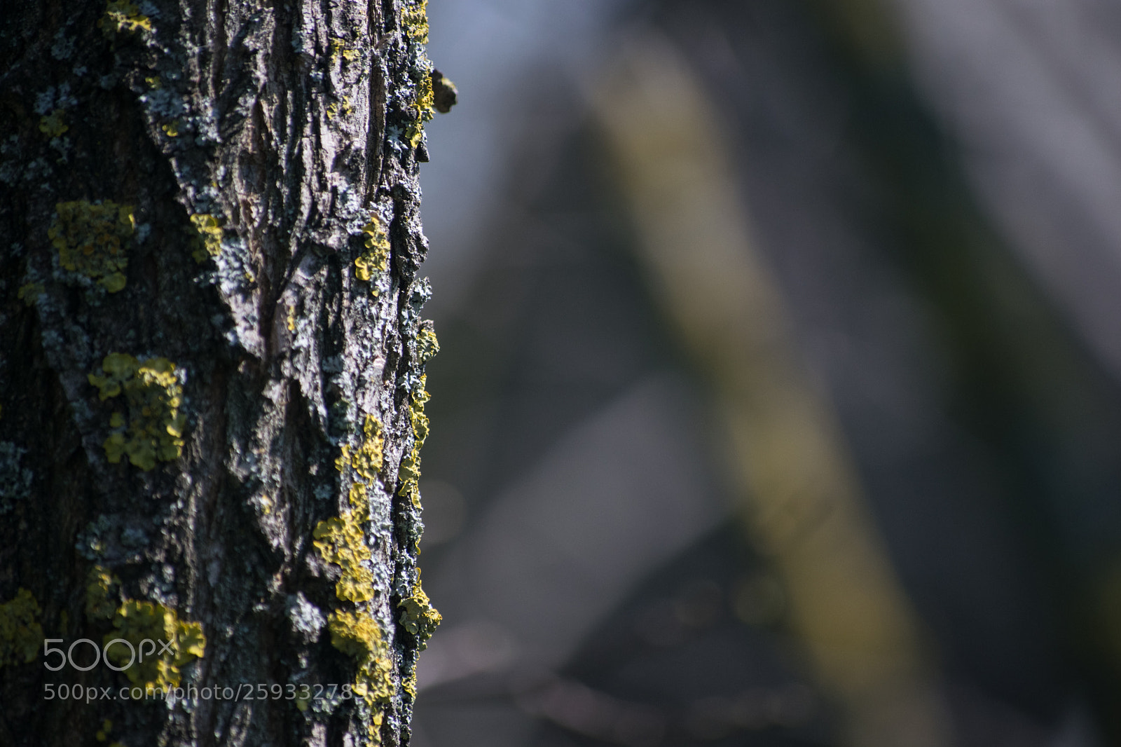Nikon D5300 sample photo. The details of a photography