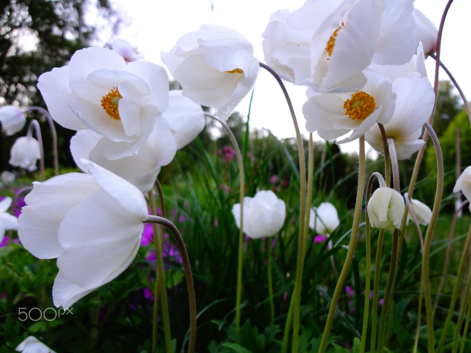 Sony Cyber-shot DSC-WX50 sample photo. Evening anemones photography